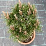 Borovica čierna (Pinus nigra) ´BREPO´ – výška 30-40 cm, kont. C5L 